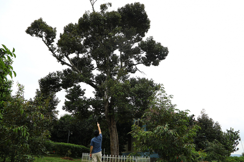 ty phu - xuan 2025 1.jpg -0