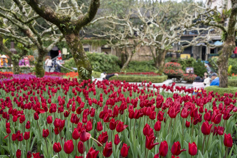 Hàng nghìn khách đến du xuân tại Sun World Ba Na Hills đầu năm mới 2025 -0