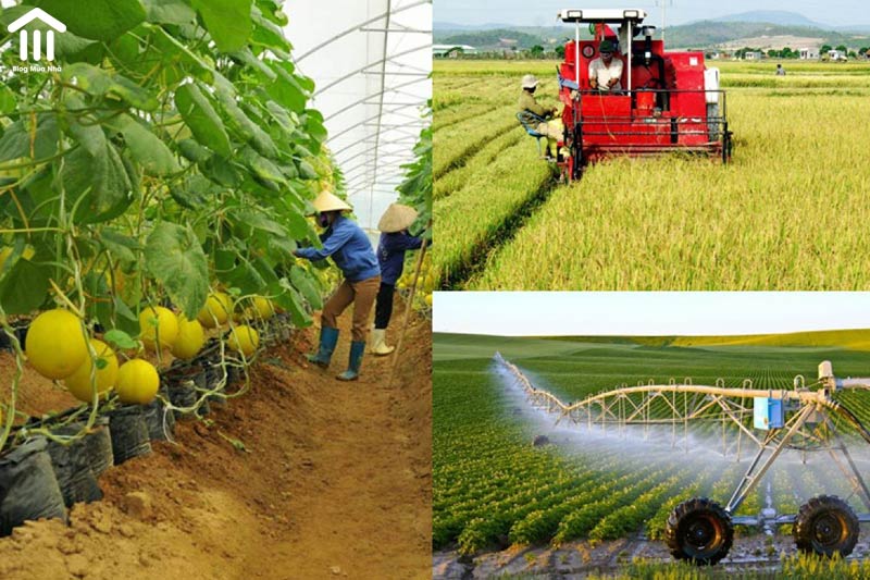 Đề xuất miễn tiền thuê đất lên tới 15 năm cho dự án đầu tư nông nghiệp -0