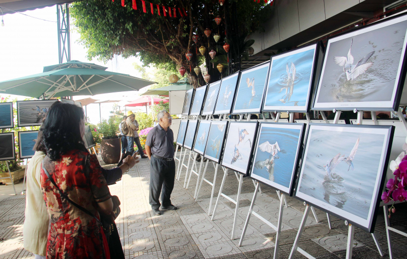 Triển lãm ảnh nghệ thuật “Những khoảnh khắc thiên nhiên Nhạn và Hải âu” -0