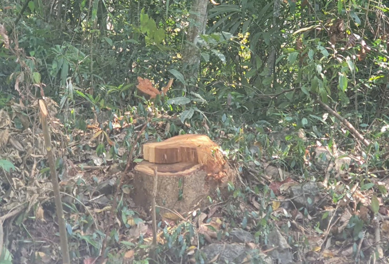 Điều tra vụ phá rừng quy mô lớn dọc tuyến biên giới -0