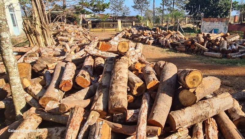 Điều tra vụ phá rừng quy mô lớn dọc tuyến biên giới -0