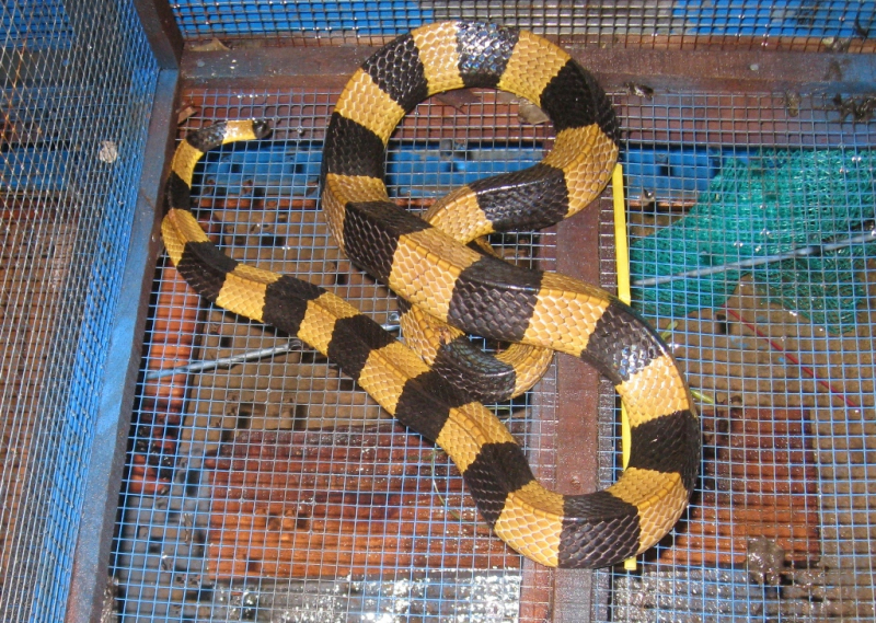 r%3fn mai g%3fm.jpg -0