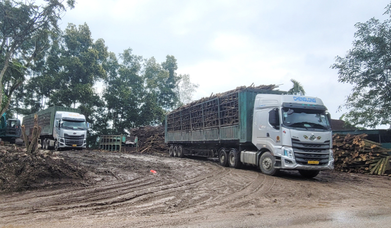 Phê bình địa phương vì để các cơ sở băm dăm hoạt động không phép -0