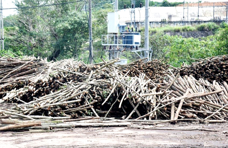 Phê bình địa phương vì để các cơ sở băm dăm hoạt động không phép -0