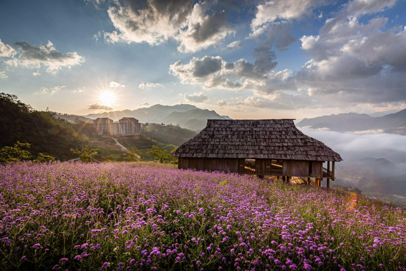 Đẹp ngỡ ngàng những mùa hoa ở Fansipan -1