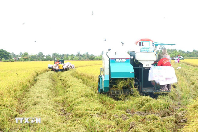 Thủ tướng yêu cầu nâng cao năng lực cạnh tranh, làm lành mạnh thị trường lúa gạo -0