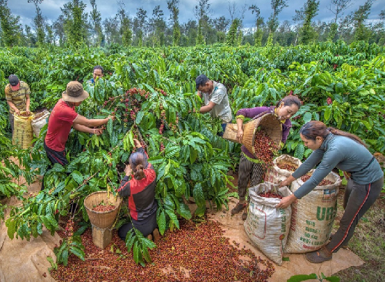 Tri thức trồng, chế biến cà phê là di sản văn hóa phi vật thể quốc gia -0
