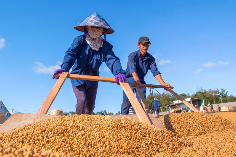 Tri thức trồng, chế biến cà phê là di sản văn hóa phi vật thể quốc gia -0