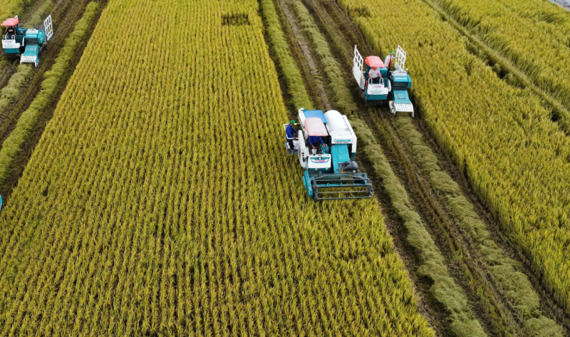 Giá lúa giảm nhưng vẫn đảm bảo lợi nhuận cho nông dân -0