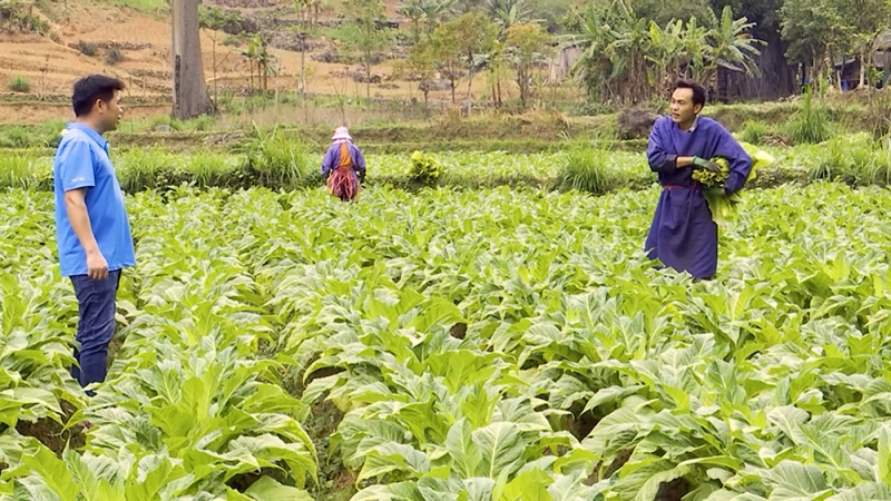 anh dương văn thà thu hoạch thuốc lá.jpg -0