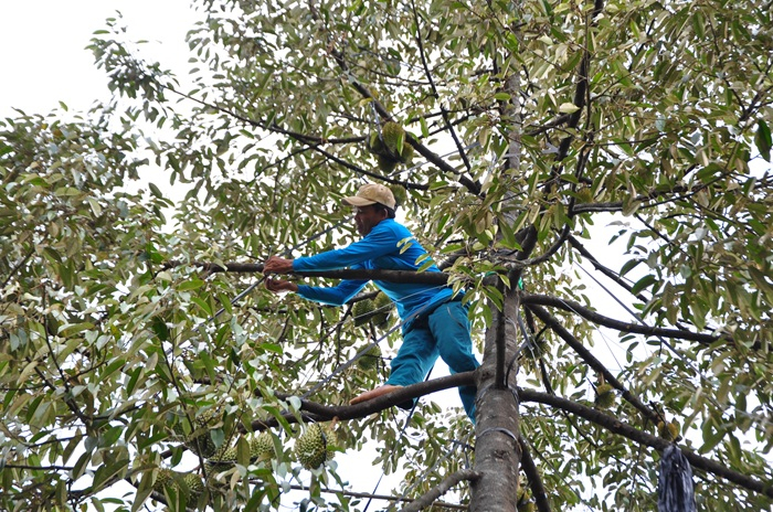 Quản lý tốt chất lượng sầu riêng để xuất khẩu -0