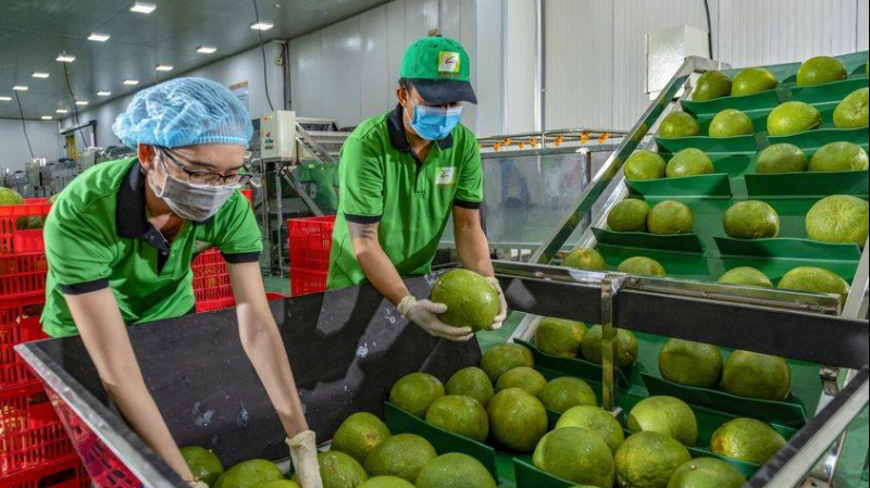 Australia hoàn tất đánh giá rủi ro cho quả bưởi Việt Nam -0