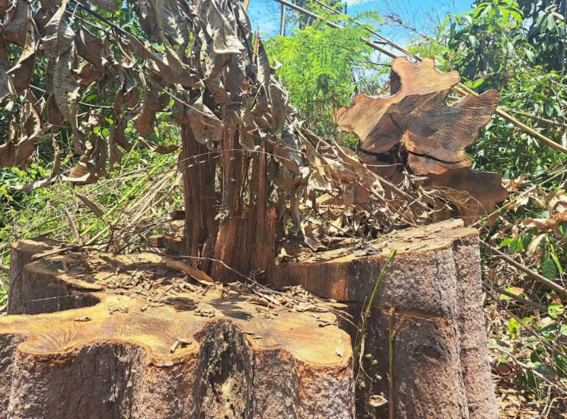 Gần 1ha rừng bị phá ở khu vực biên giới -0