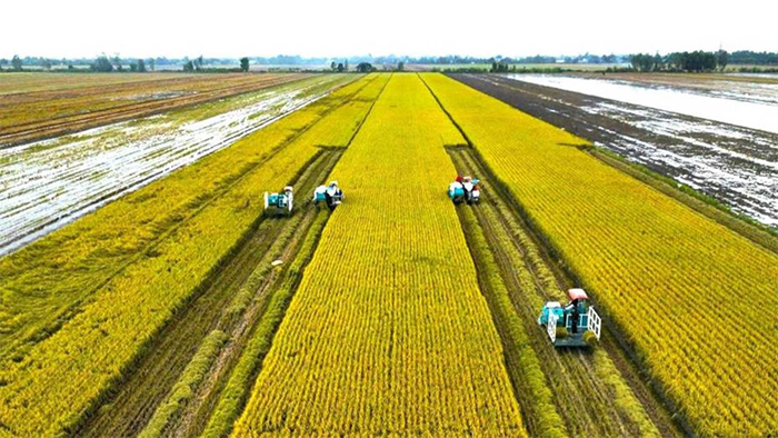 Bước ngoặt thành công nhãn hiệu “Gạo Việt xanh phát thải thấp” -0