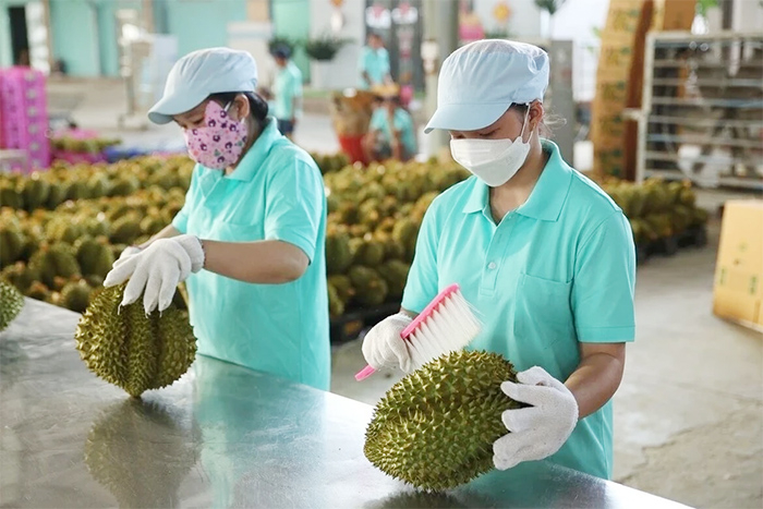 Khẩn trương hoàn thiện quy định giám định, kiểm nghiệm sầu riêng -0