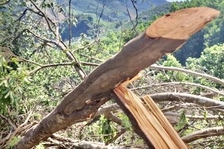 Phá rừng phòng hộ ở Quảng Trị: Đã xác định người liên quan -0