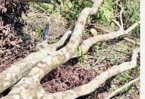 Phá rừng phòng hộ ở Quảng Trị: Đã xác định người liên quan -1