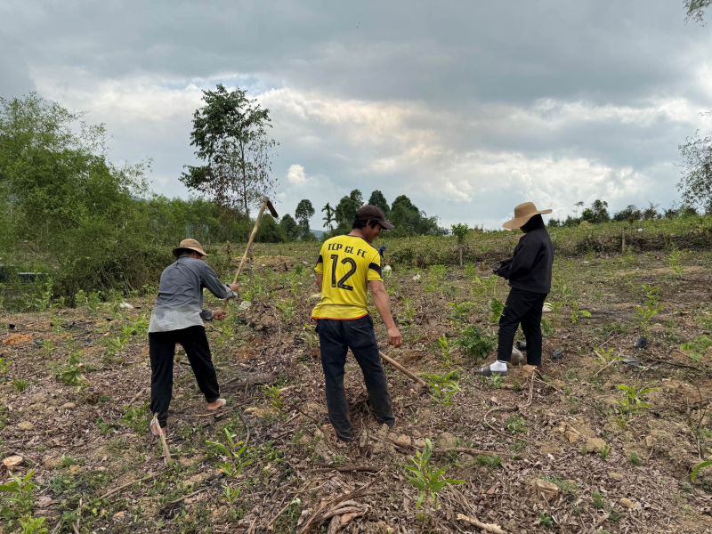 Xuất hiện tình trạng đổ xô trồng cây đón đền bù dự án cao tốc Quảng Ngãi - Kon Tum -0