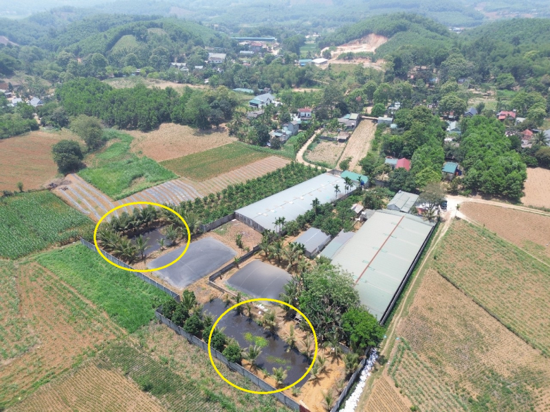 Đình chỉ trại nuôi lợn gây ô nhiễm sau phản ánh của Báo CAND -0