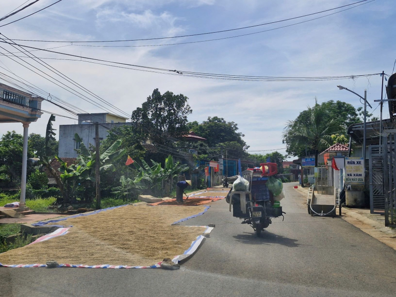 Lòng đường thành nơi phơi lúa -0