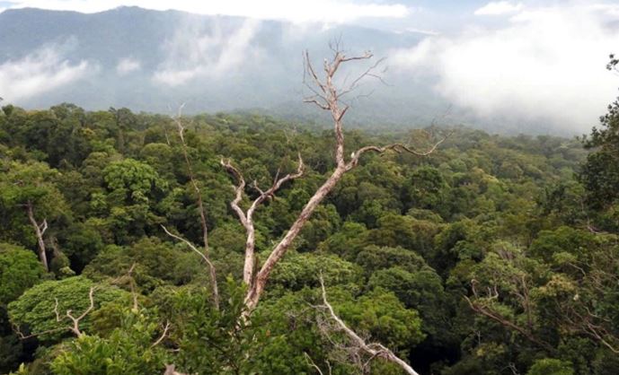 Phát huy hiệu quả chính sách chi trả dịch vụ môi trường rừng -0