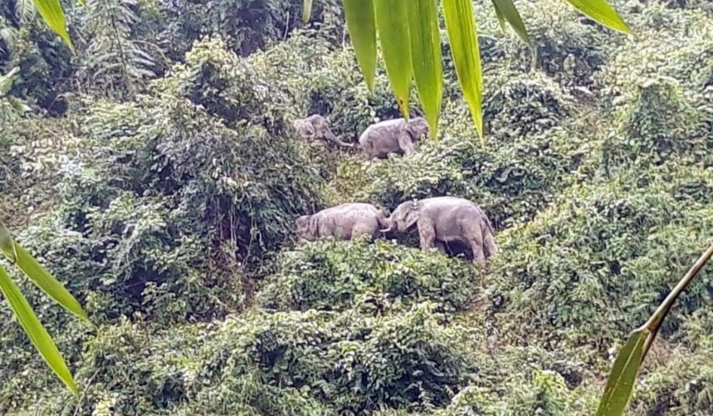 Điểm sáng trong bảo tồn sinh cảnh voi và đa dạng sinh học tại Quảng Nam -0