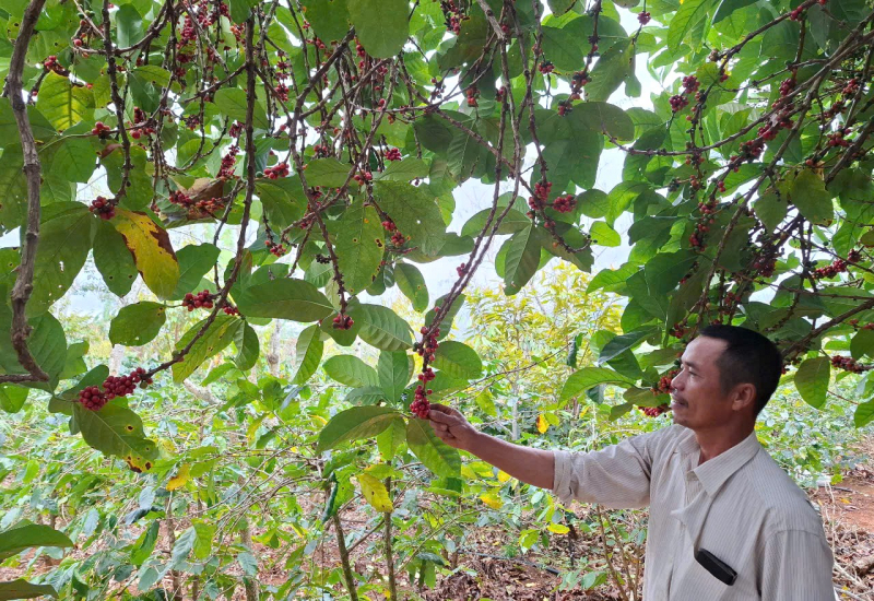 Thắp lửa ở vùng rừng lạnh -0