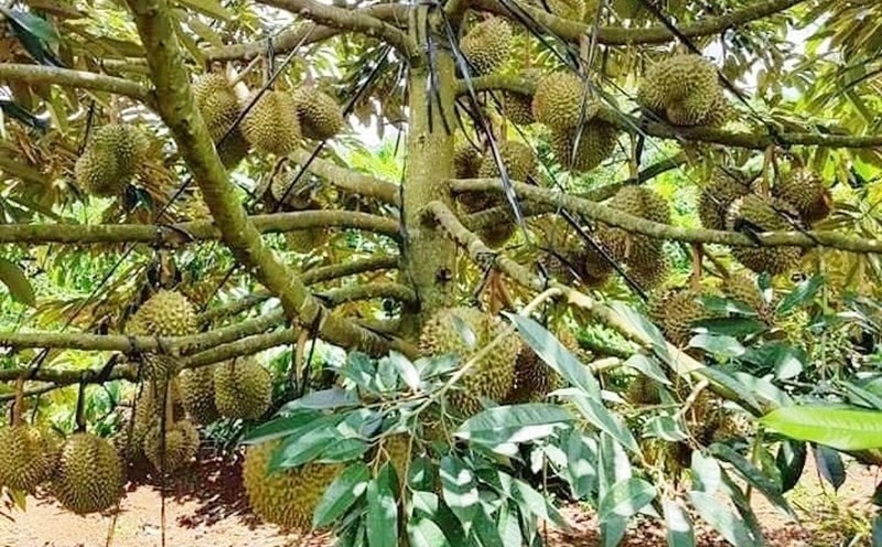 Sầu riêng ngâm hóa chất ở Đắk Nông là thông tin sai sự thật -0
