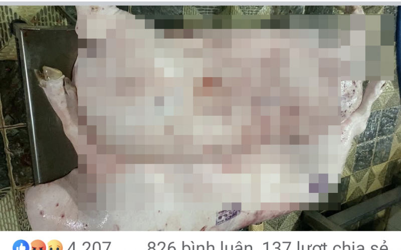 Chủ tịch tỉnh Sóc Trăng chỉ đạo kiểm tra vụ bán thịt heo “bẩn” -0