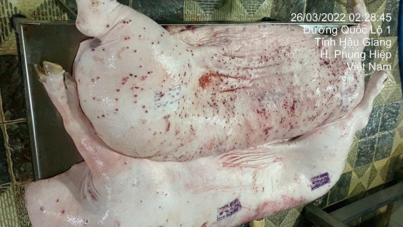Ông lớn chăn nuôi C.P phản hồi gì trước thông tin tố trà trộn lợn bệnh bán ra thị trường? -0