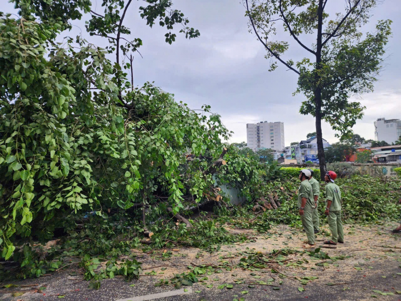 Ancient tree uprooted in the rain, hitting motorcyclist -0