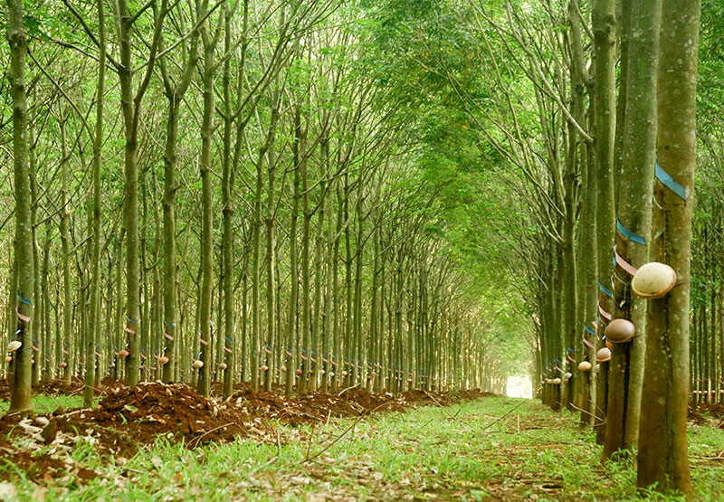 VRG trước thềm Đại hội cổ đông 2025: Bản lĩnh vượt khó, sẵn sàng cho sức bật mới -0