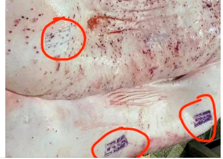 Thấy gì từ việc heo bệnh tại cơ sở gia công cho Công ty C.P. lại có dấu được tiêu thụ nội địa ? -0
