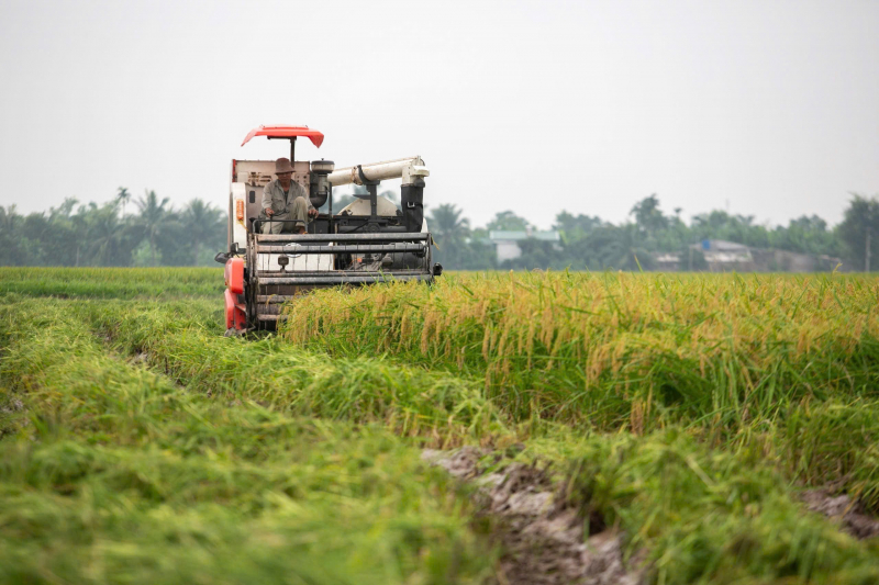 Hải Dương thu hoạch lúa đông xuân ở huyện đầu tiên -0