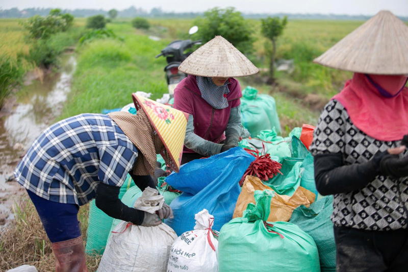 Hải Dương thu hoạch lúa đông xuân ở huyện đầu tiên -0