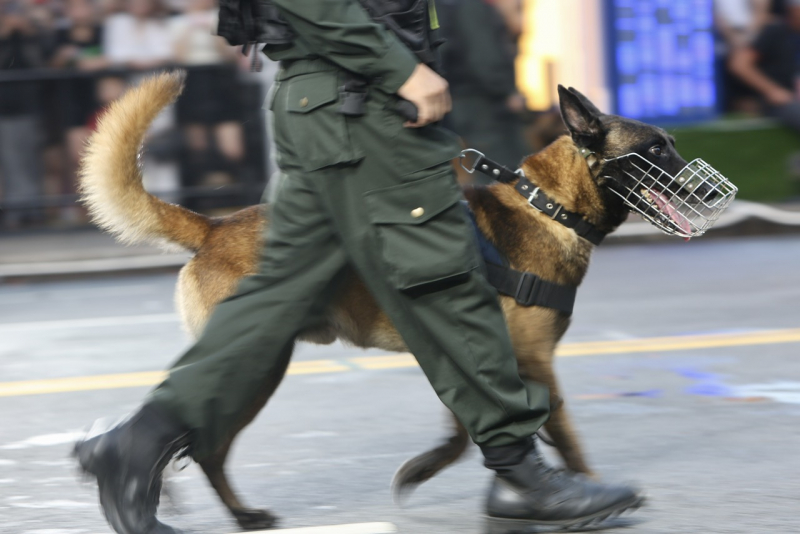 Đã mắt khi xem  cảnh khuyển “tác chiến” chống tội phạm ma túy tại chương trình “Vinh quang CAND Việt Nam” -0