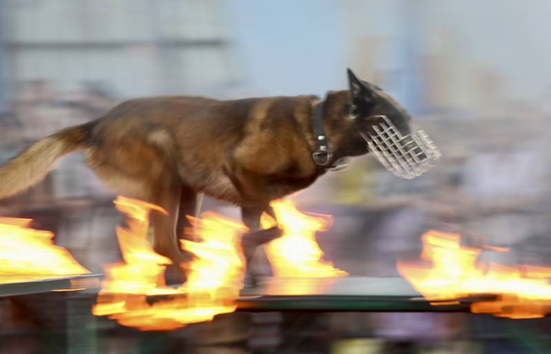 Đã mắt khi xem  cảnh khuyển “tác chiến” chống tội phạm ma túy tại chương trình “Vinh quang CAND Việt Nam” -1