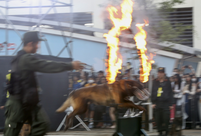 Đã mắt khi xem  cảnh khuyển “tác chiến” chống tội phạm ma túy tại chương trình “Vinh quang CAND Việt Nam” -1