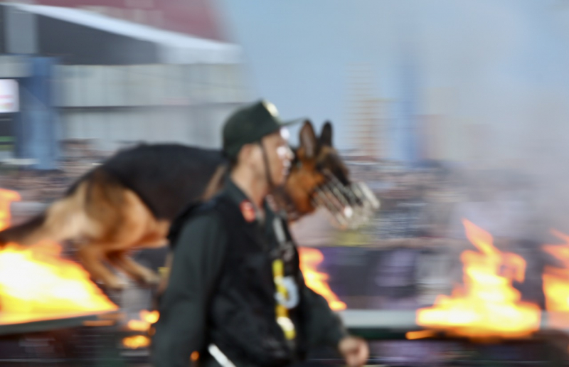 Đã mắt khi xem  cảnh khuyển “tác chiến” chống tội phạm ma túy tại chương trình “Vinh quang CAND Việt Nam” -2