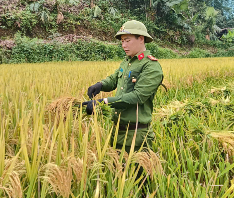 4. nhiều chiến sĩ, đoàn viên chưa bao giờ cầm liềm gặt lúa hay làm công việc của nhà nông giờ tay đã thoăn thoắt cắt lúa giúp dân..jpg -1