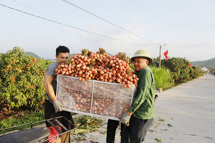 Lục Ngạn những đêm không ngủ -0