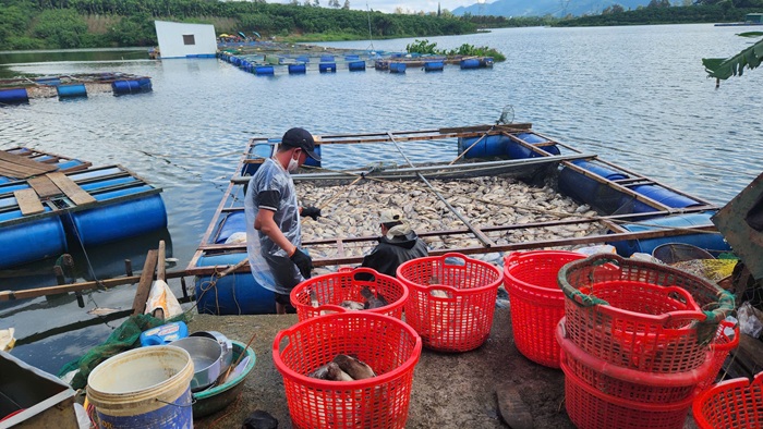 Quặn lòng nhìn 80 tấn cá sắp cho thu hoạch chết trắng trong hồ -0