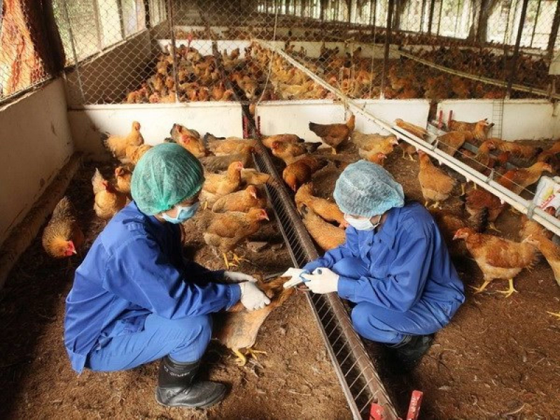 Tỷ lệ tiêm vaccine trong chăn nuôi gia súc, gia cầm còn hạn chế -0