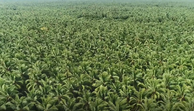 Ngành dừa Bến Tre: Vượt rào cản, tìm lối đi xanh -0