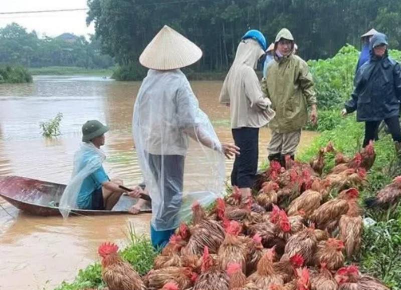 Người dân vùng lũ tuyệt đối không sử dụng gia súc, gia cầm chết làm thức ăn -0