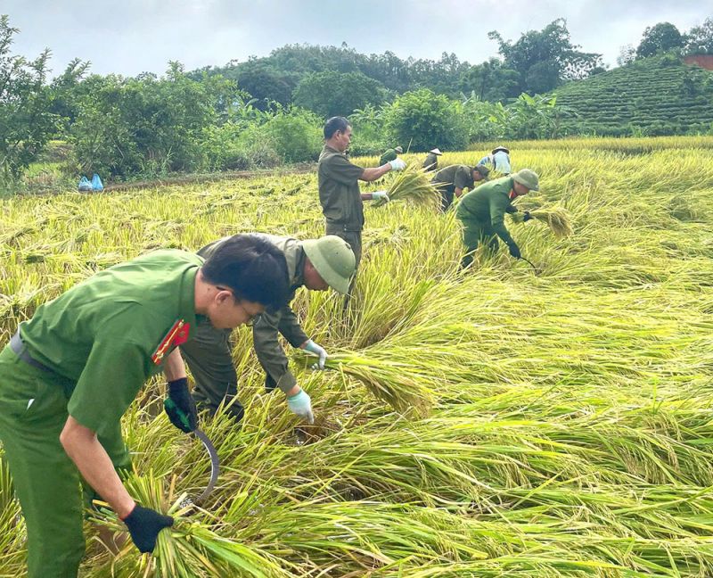 Công an xã giúp người dân thu hoạch lúa tránh thiên tai -0
