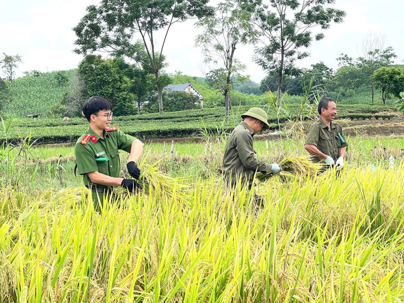 Công an xã giúp người dân thu hoạch lúa tránh thiên tai -1