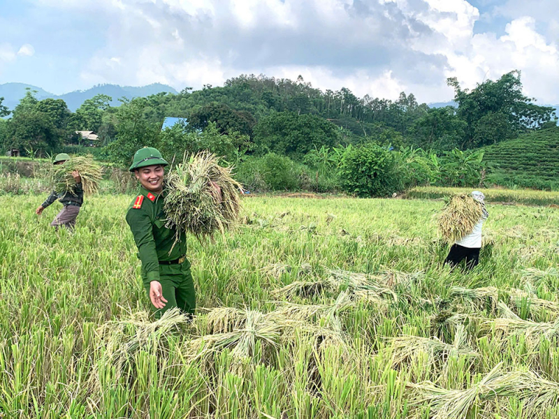 Công an xã giúp người dân thu hoạch lúa tránh thiên tai -2