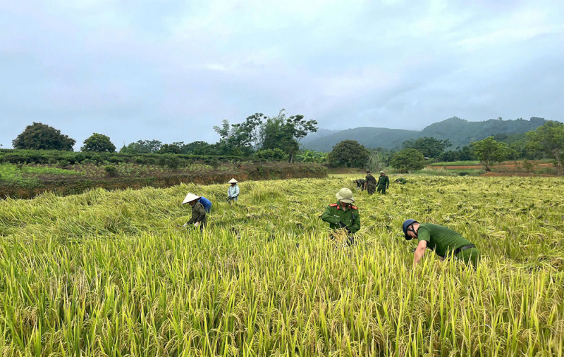 Công an xã giúp người dân thu hoạch lúa tránh thiên tai -3